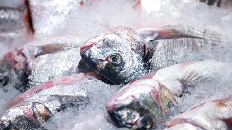 Rahasia Menjaga Kesegaran Ikan di Kulkas