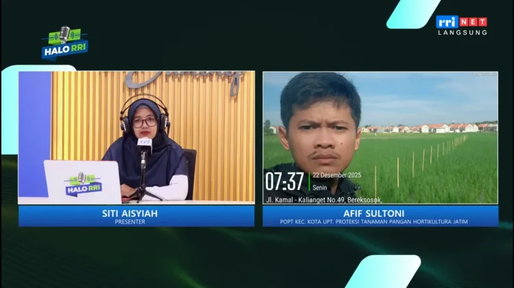 Hama Keong Serang Sawah, Petani Diminta Lakukan Ini