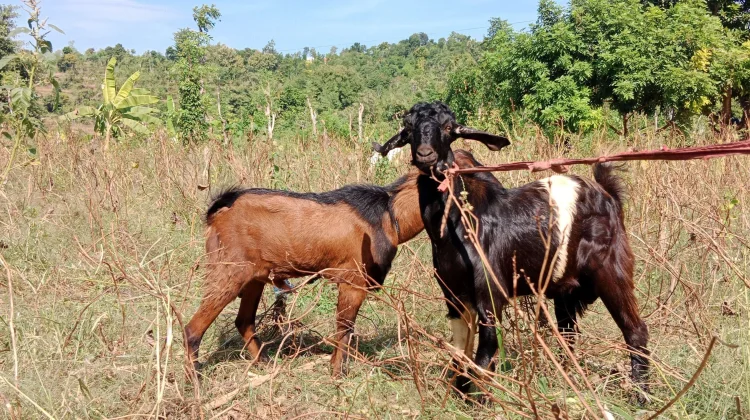 Harga Kambing Kurban di Sumenep Mulai Naik