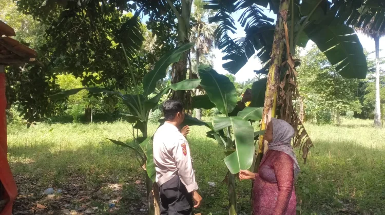 Polsek Batuputih Dukung Ketahanan Pangan Melalui Penanaman Pisang Tanduk
