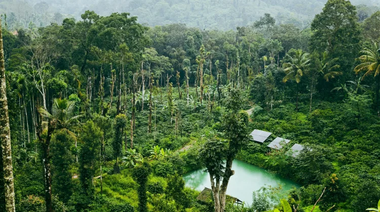 Muhammadiyah Mulai Gerakan Hutan Wakaf, Solusi Baru Hadapi Krisis Iklim?