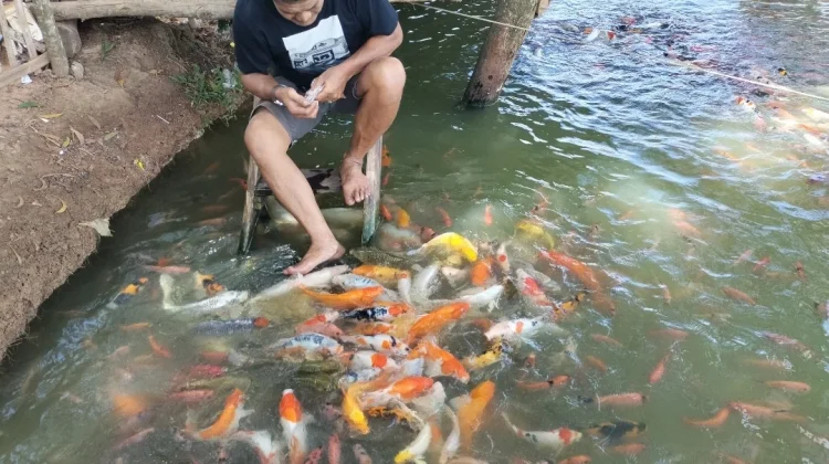 Telaga Ikan Koi: Pesona Sejuk di Sumenep