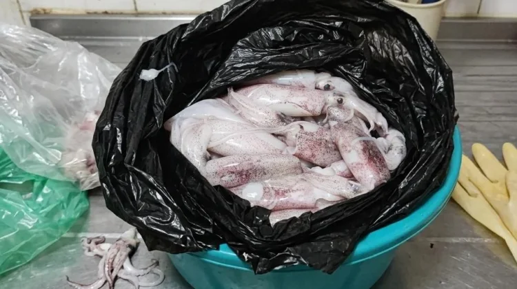 Begini Cara yang Benar Membersihkan Cumi di Rumah