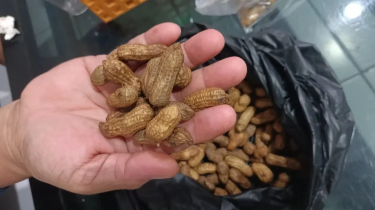 Camilan Kacang Masak Kembali Digemari, Pelaku UMKM Kebanjiran Pesanan