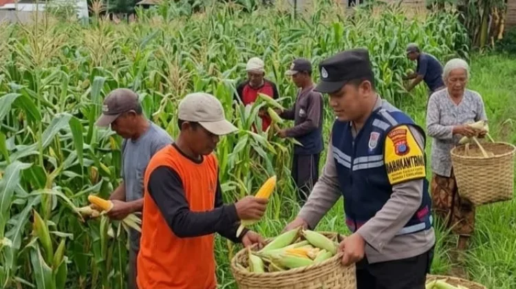 Bhabinkamtibmas Desa Torbang Dampingi Panen Jagung Petani