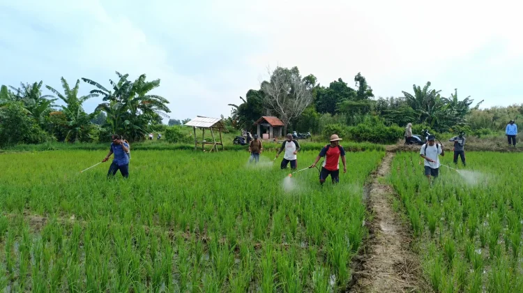 POPT dan BPP Lenteng Gelar Gerakan Pengendalian OPT Serealia di Desa Sendir