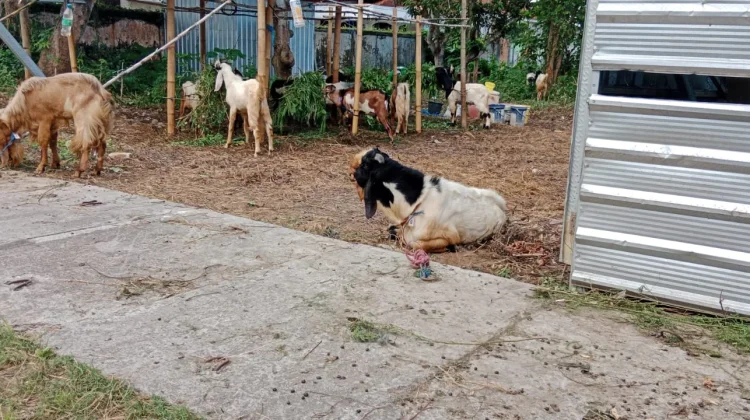 Lapak Kambing Kurban Bermunculan di Kota Sumenep, Berikut Lokasinya