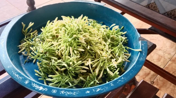 Bunga Pepaya Gantung, Sayur Sederhana yang Kaya Manfaat bagi Kesehatan