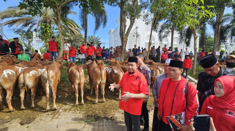 Said Abdullah Salurkan Ratusan Sapi Kurban untuk Madura