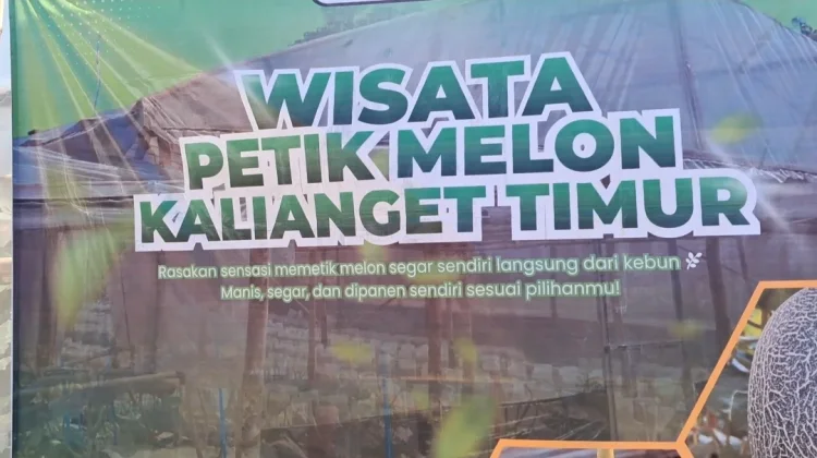 Wisata Petik Melon Kalianget Timur Jadi Daya Tarik Edukasi dan Ekonomi Warga
