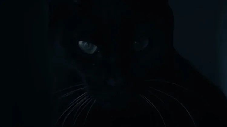 Kucing Hitam Angkat Kisah Teror Misterius