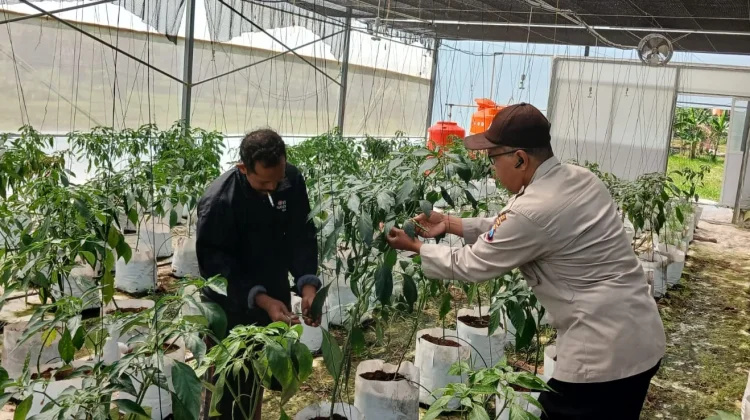 Polsek Batuputih Pantau Tanaman Cabai Program P2B