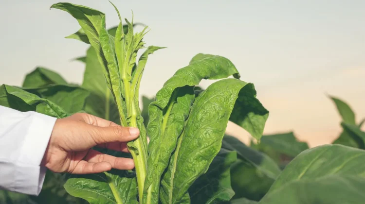 Petani Dompu Mulai Tinggalkan Jagung, Tembakau Dinilai Lebih Menjanjikan