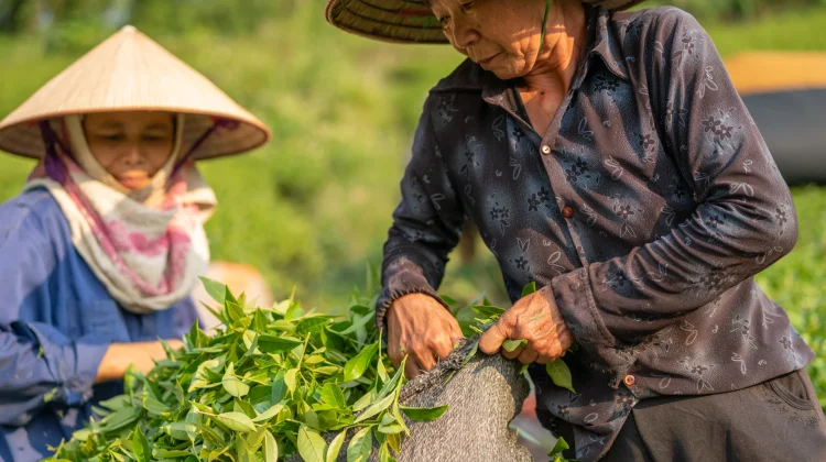 Harga Pupuk Melonjak, Krisis Utang Petani Thailand Kian Memburuk