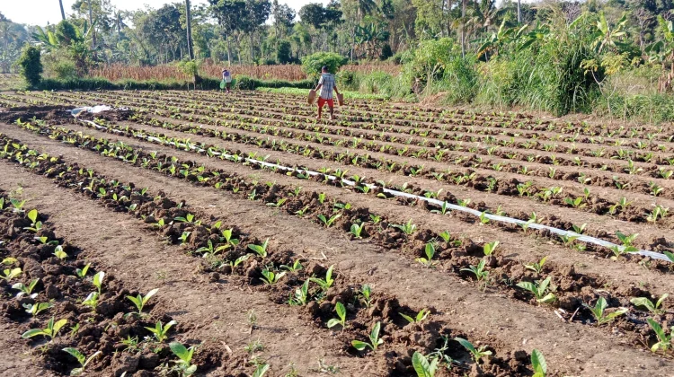 Hujan di Awal Musim Tanam, Petani Tembakau Sumenep Bersyukur