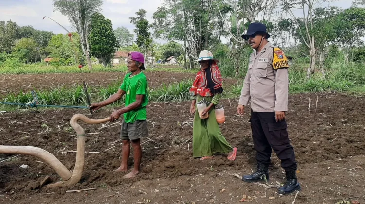 Polsek Batuputih Pantau Penanaman Jagung Lokal