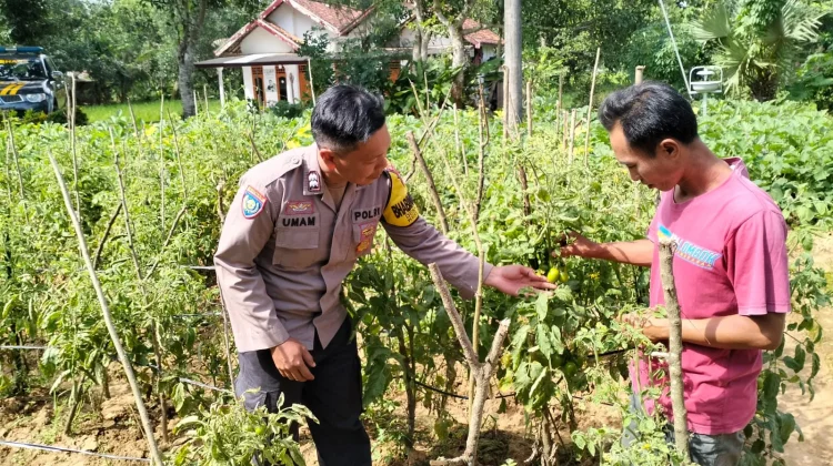Polsek Rubaru Dampingi Petani Tomat, Perkuat Ketahanan Pangan Nasional