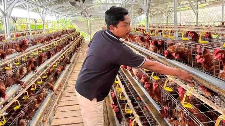Harga Telur Anjlok, Peternak Sumenep Minta Pemerintah Perkuat Intervensi Pasar