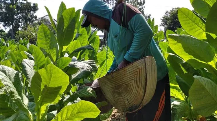 Petani Tembakau Sumenep Tetap Lanjutkan Tanam meski Cuaca Belum Stabil
