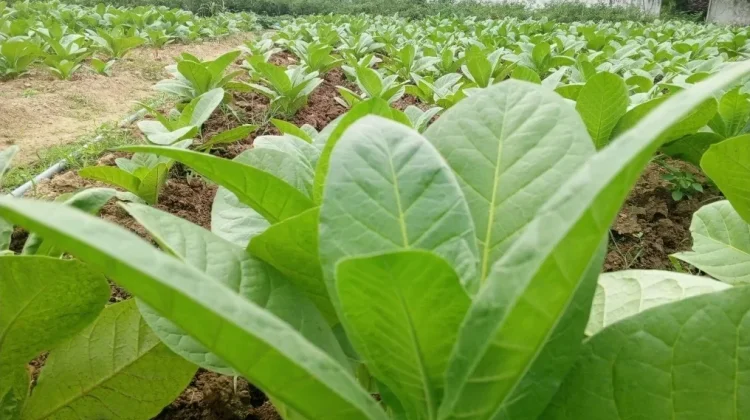 Petani Tembakau Sumenep Manfaatkan Pupuk Kotoran Kelelawar, Tingkatkan Kualitas