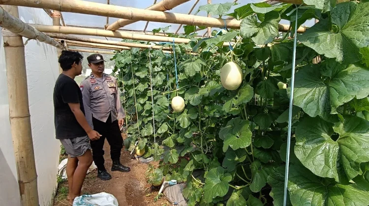 Dukung Ketahanan Pangan, Anggota Polsek Kalianget Dampingi Petani Melon