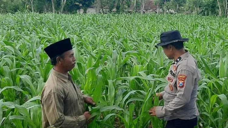Polsek Batuputih Dampingi Petani Jagung