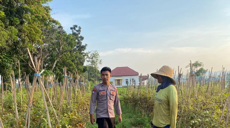 Bhabinkamtibmas Pasongsongan Dampingi Petani Tomat Dukung Ketahanan Pangan