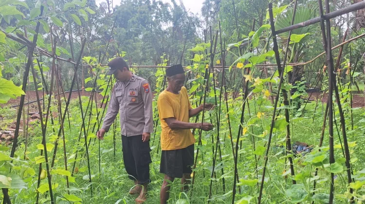 Bhabinkamtibmas Polsek Dungkek Pantau Kebun Mentimun Warga