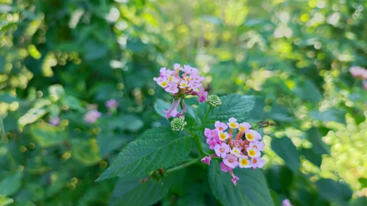 Lantana: Kecantikan Liar yang Menawan