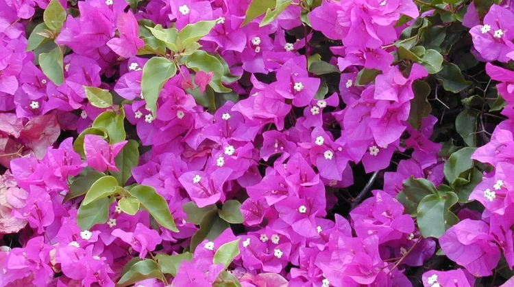 Menyambut Kemarau, Bougainvillea Tetap Mekar di tengah Cuaca Terik