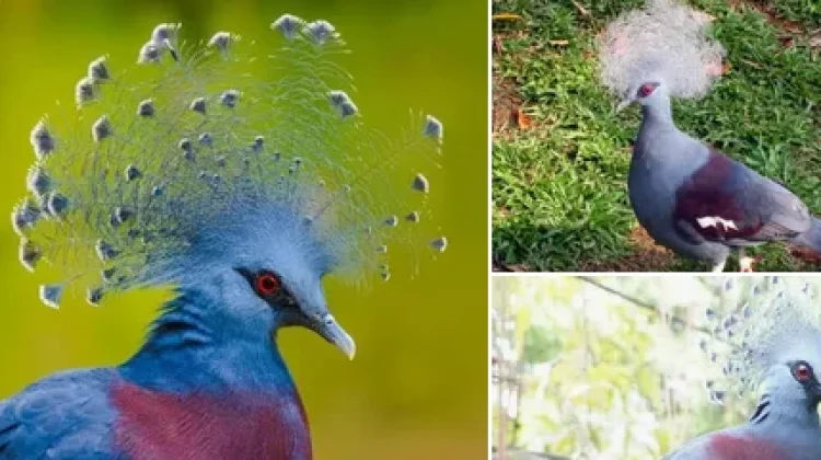 Mambruk, Burung Papua dengan Mahkota Memukau