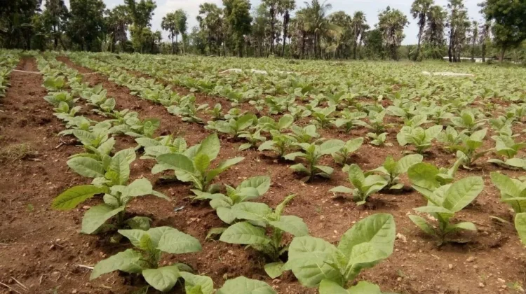 Bagi Petani Tembakau, Hujan Tak Selalu Jadi Berkah