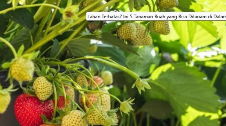 Lima Buah Praktis Tumbuh dalam Pot