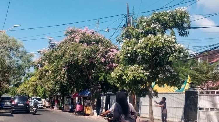 Bunga Bermekaran, "Sakura Indonesia" Percantik Jalan Dokter Cipto Sumenep