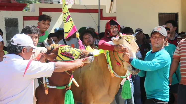 HUT Korem 084, Kerapan Sapi Perkuat Kedekatan TNI dan Warga