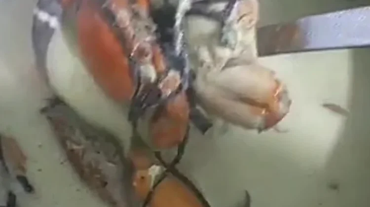Nikmatnya Olahan Kepiting Berkuah Santan, Gurih yang Menggugah Selera