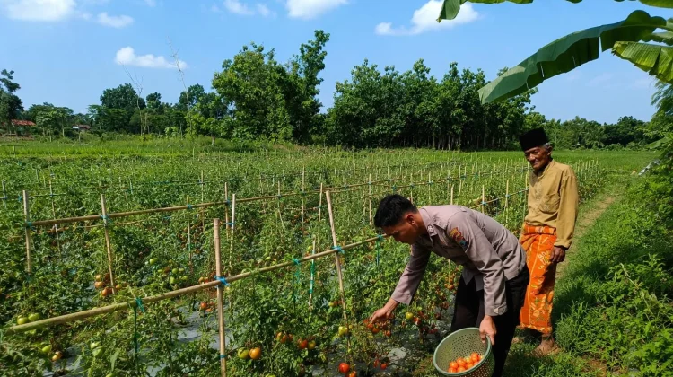 Bhabinkamtibmas Polsek Dasuk Dampingi Petani Tomat