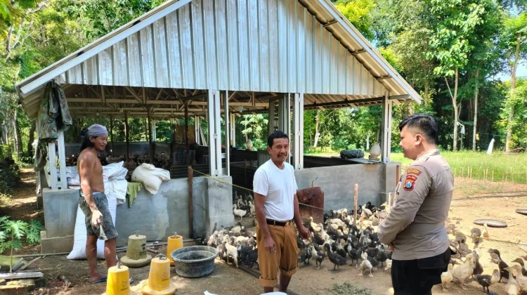 Polisi Dampingi Peternak Bebek di Bluto