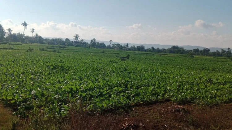 Sebagian Petani Tembakau di Sumenep Mulai Panen, Cuaca Cerah Dukung Kualitas Hasil
