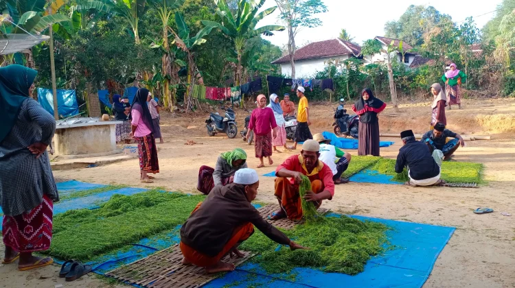 Petani Tembakau Mulai Panen, Harga Awal Capai Lima Puluh Ribu