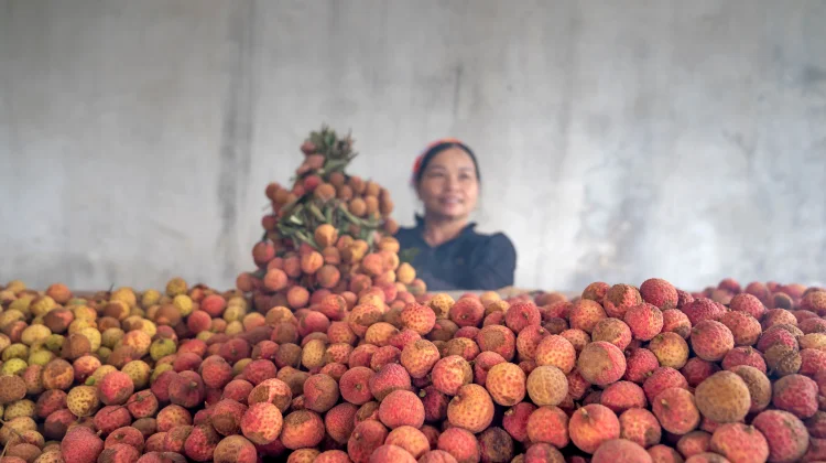 Ini Deretan Manfaat Buah Leci yang Baik untuk Kesehatan Tubuh
