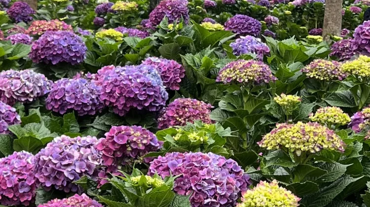 Mengenal Bunga Hortensia, Tanaman Hias dengan Warna yang Penuh Makna