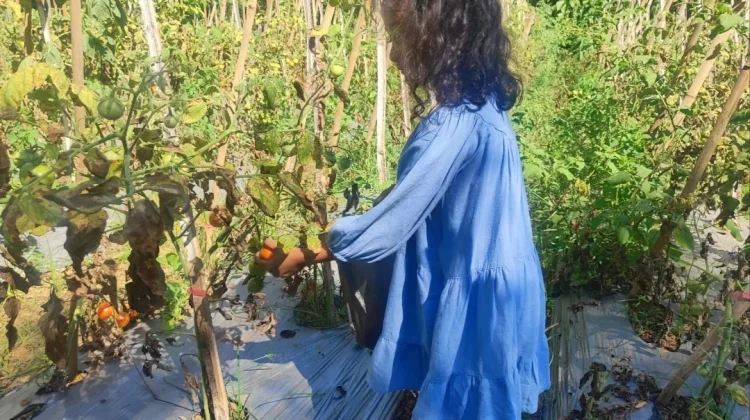 Liburan Edukatif: Belajar Bertani Sambil Memetik Tomat di Kebun