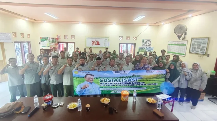 Teknologi PM-AAS Berpotensi Gandakan Produktivitas Padi