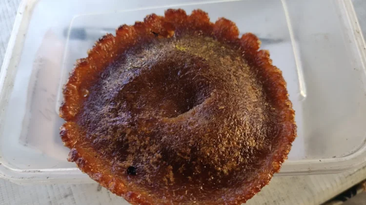 Kue Cucur Buatan Rumahan di Sumenep Pertahankan Rasa Tradisional