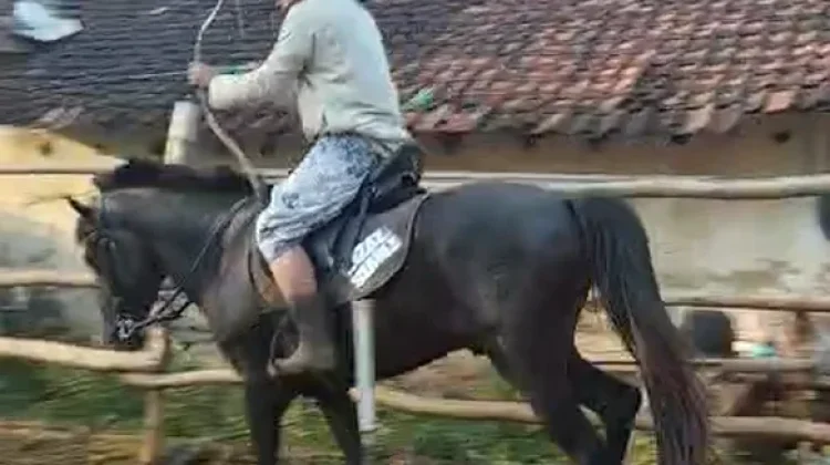 Berkuda dan Memanah, Tradisi yang Terus Hidup di Ganding Sumenep