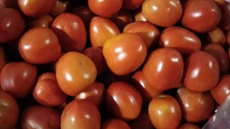 Harga Tomat Anjlok, Sebagian Petani Sumenep Memilih Tidak Memanen Hasil Kebun