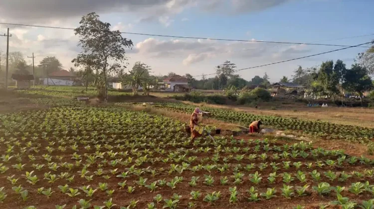 Petani Sumenep Berharap Harga Tembakau 2026 Lebih Menguntungkan