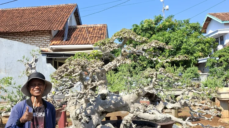 Bonsai Serut Kian Diminati, Peluang Usaha Tanaman Hias Terus Berkembang