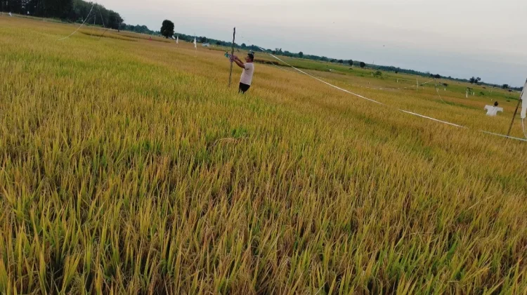Petani Sumenep Berharap Panen Melimpah untuk Tingkatkan Kesejahteraan Keluarga